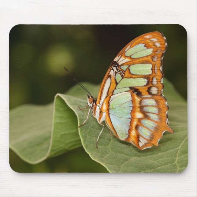 Alfombrilla De Ratón Mariposa malaquita colgada en una hoja (Frente)