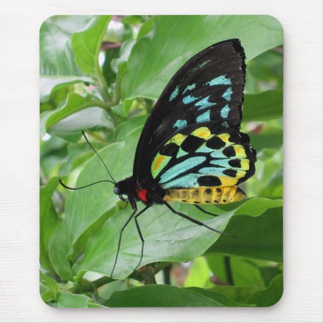 Alfombrilla De Ratón ¡Mariposa Mousepad! (Frente)