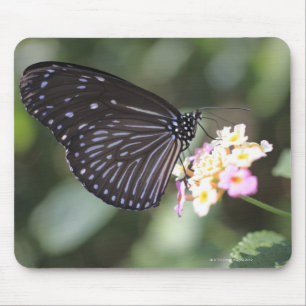 Alfombrilla De Ratón Mariposa negra y azul en flor