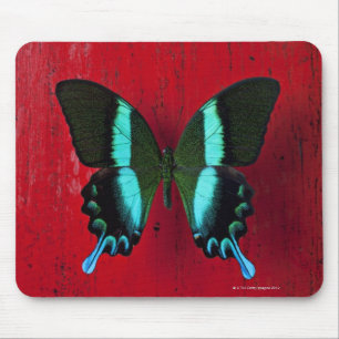 Alfombrilla De Ratón Mariposa negra y azul en la pared roja