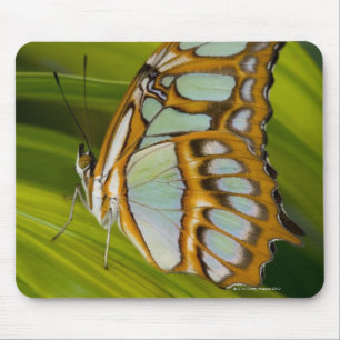 Alfombrilla De Ratón Mariposa que descansa sobre la hoja
