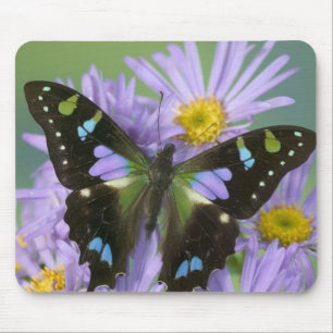 Alfombrilla De Ratón Mariposa sobre Púrpura