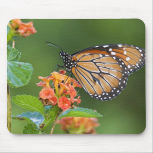 Alfombrilla De Ratón Mariposa soldado (Danaus eresimus) alimentándose