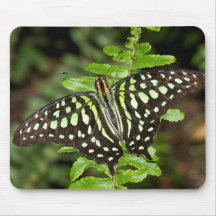 mariposa Tailed Jay