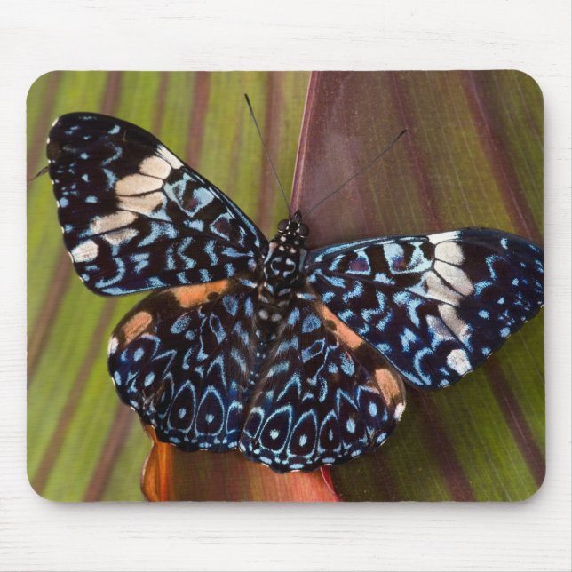 Alfombrilla De Ratón Mariposa Tropical (Frente)