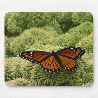 Alfombrilla De Ratón Mariposa Virrey Fotografía De Naturaleza Hermosa