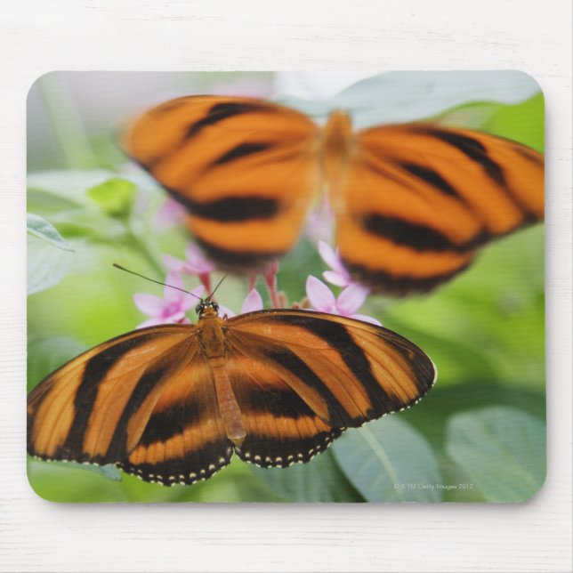 Alfombrilla De Ratón Mariposa Zebra Long Wing 2 (Frente)