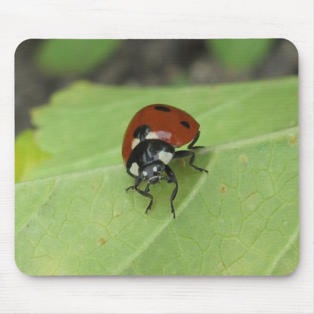 Alfombrilla De Ratón Mariquita amistosa Mousepad (Frente)