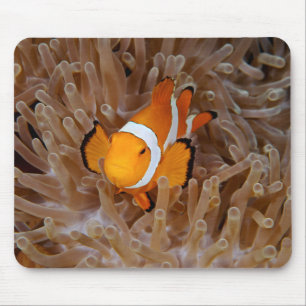 Alfombrilla De Ratón Marisco - Molokai, acantilado de la costa norte