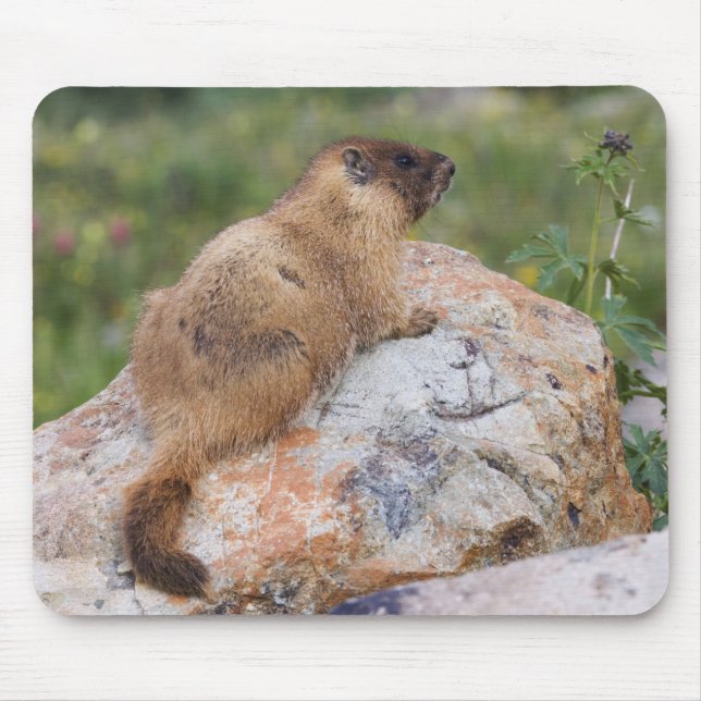 Alfombrilla De Ratón Marmot de barriga amarilla, Marmota flaviventris, (Frente)