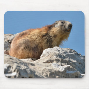 Alfombrilla De Ratón Marmota alpina en roca