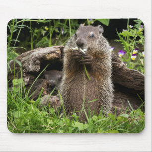 Alfombrilla De Ratón Marmota comiendo una flor