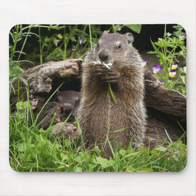 Alfombrilla De Ratón Marmota comiendo una flor (Frente)