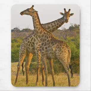 Alfombrilla De Ratón Masai Girafes Kenya Africa mousepts