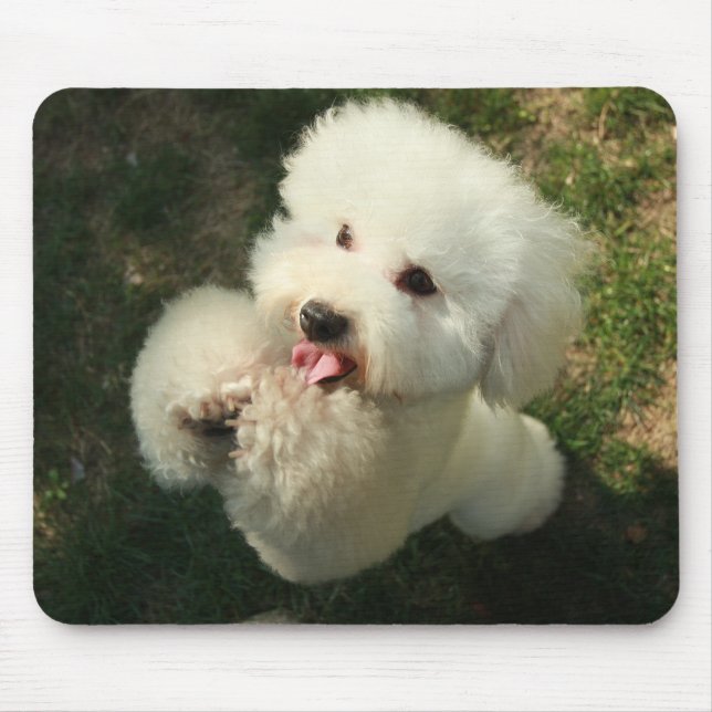 Alfombrilla De Ratón Mascotas, perro, caniche (Frente)