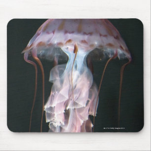 Alfombrilla De Ratón Medusas juveniles, Chrysaora (Pelagia)
