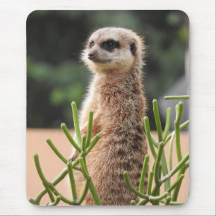 Alfombrilla De Ratón Meerkat