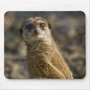 Alfombrilla De Ratón Meerkat