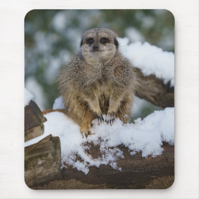 Alfombrilla De Ratón Meerkat En La Nieve (Frente)