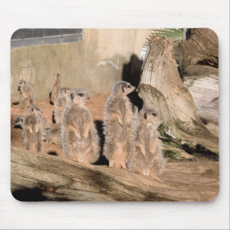Alfombrilla De Ratón Meerkats