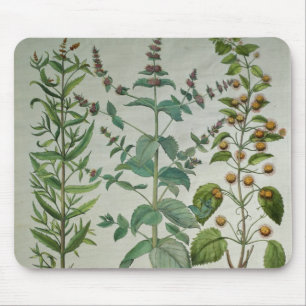 Alfombrilla De Ratón Menta: Crispa del Mentha