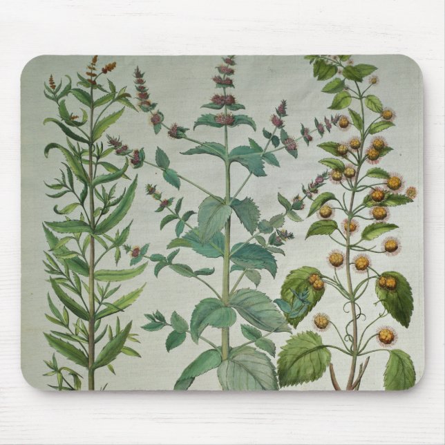 Alfombrilla De Ratón Menta: Crispa del Mentha (Frente)