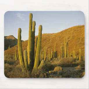 Alfombrilla De Ratón México, Baja, Isla Santa Catalina, Mar de