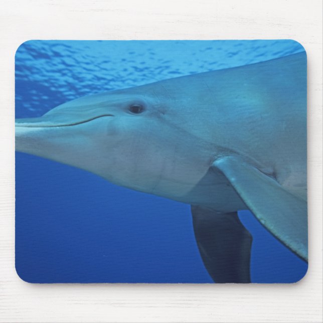 Alfombrilla De Ratón México, Cozumel. Delfín embotellado, Tursiops 4 (Frente)