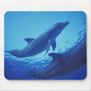 Alfombrilla De Ratón México, Cozumel. Delfín mular, Tursiops