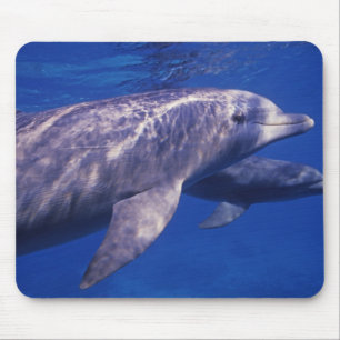 Alfombrilla De Ratón México, Cozumel. Delfín mular, Tursiops 2