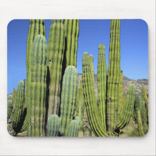 Alfombrilla De Ratón México, Sonora, San Carlos. Saguaro y Pitahaya