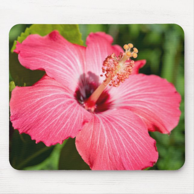 Alfombrilla De Ratón Michigan, Dearborn. Detalle Del Hibiscus Rosa (Frente)