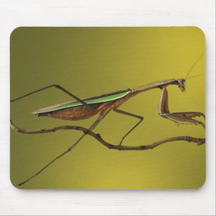 Alfombrilla De Ratón Míchigan, Rochester Hills. Mantis religiosa