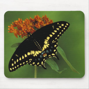 Alfombrilla De Ratón Míchigan, Rochester. Mariposa negra oriental ameri