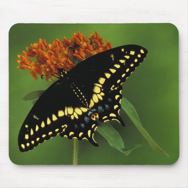 Alfombrilla De Ratón Michigan, Rochester. Negro oriental americano (Frente)