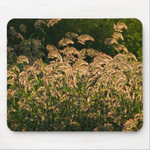 Alfombrilla De Ratón Mijo Silvestre (Panicum Sp.) Creciendo en Humedal