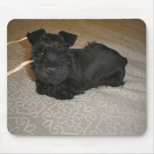 Alfombrilla De Ratón mini schnauzer puppy