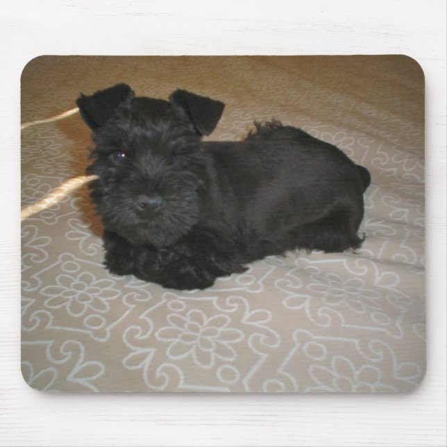 Alfombrilla De Ratón mini schnauzer puppy (Frente)