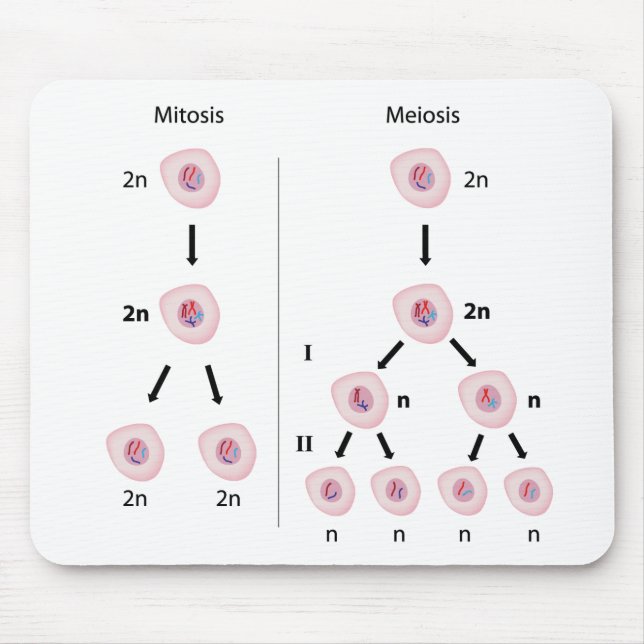 Alfombrilla De Ratón Mitosis contra mousepad de la meiosis (Frente)