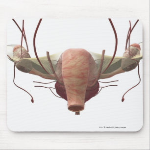 Alfombrilla De Ratón modelo 3d del sistema reproductivo femenino