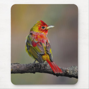 Alfombrilla De Ratón Moldura de Tanager de escarlata - Fotografía origi