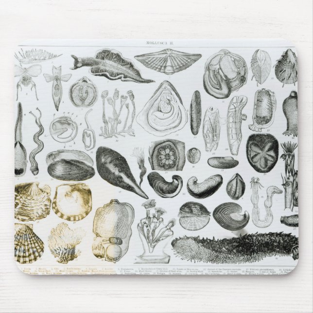 Alfombrilla De Ratón Moluscos (Frente)
