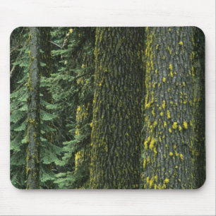 Alfombrilla De Ratón Monte Ashland, Bosque Nacional del río Rogue,