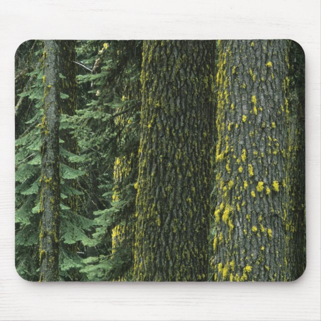 Alfombrilla De Ratón Monte Ashland, Bosque Nacional Rogue RIver, (Frente)