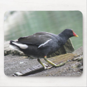 Alfombrilla De Ratón Moorhen Mousepad