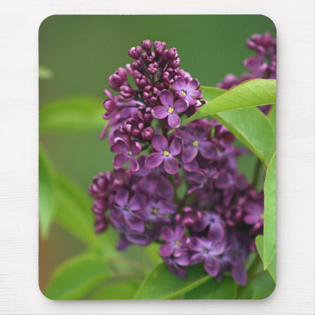 Alfombrilla De Ratón Morado Lilac Mousepad (Frente)