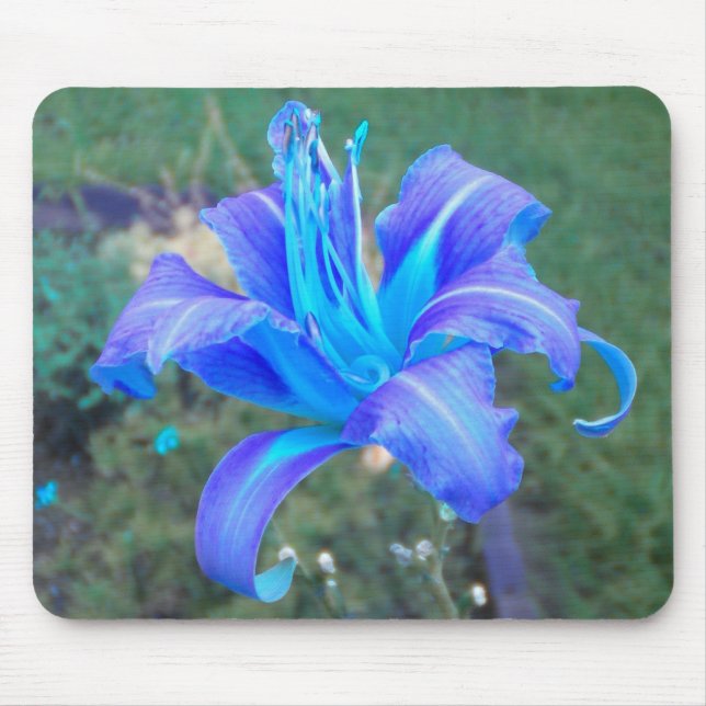 Alfombrilla De Ratón Morado N Turquoise Daylily Mousepad (Frente)