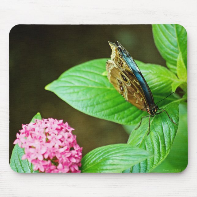 Alfombrilla De Ratón Morfo Azul 143 Mousepad (Frente)