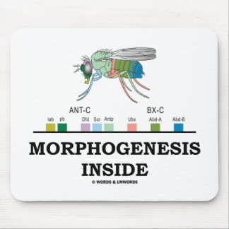 Alfombrilla De Ratón Morfogénesis Interior (Genes Drosophila de la mosc
