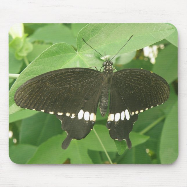 Alfombrilla De Ratón Mormón común mariposa Mousepad (Frente)